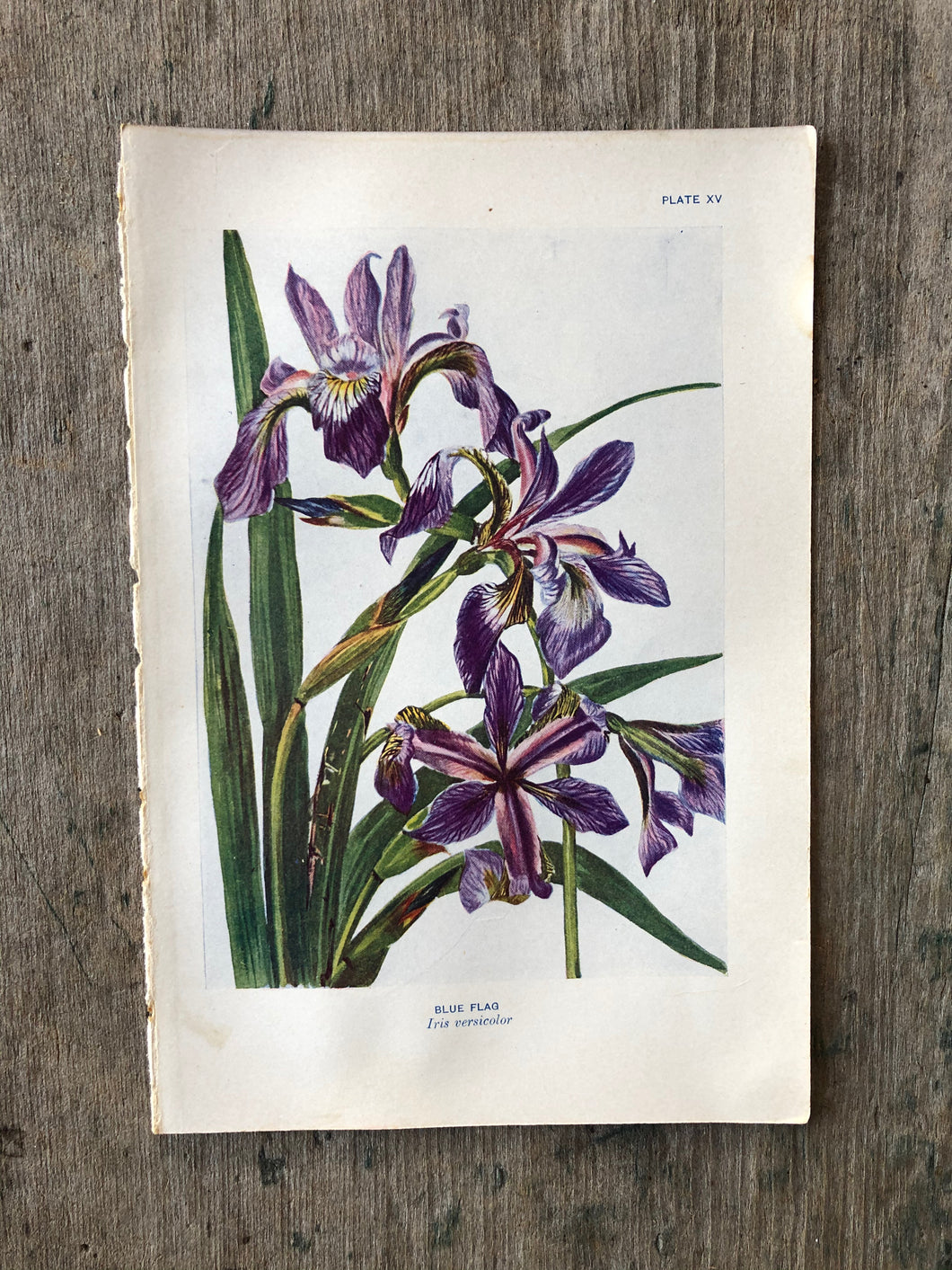 Flower Print by Elsie Louise Shaw