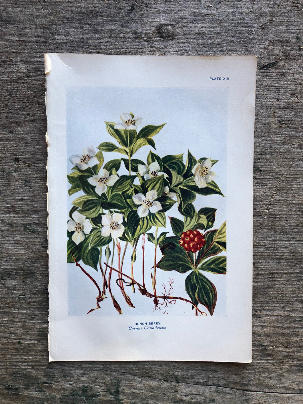 Flower Print by Elsie Louise Shaw