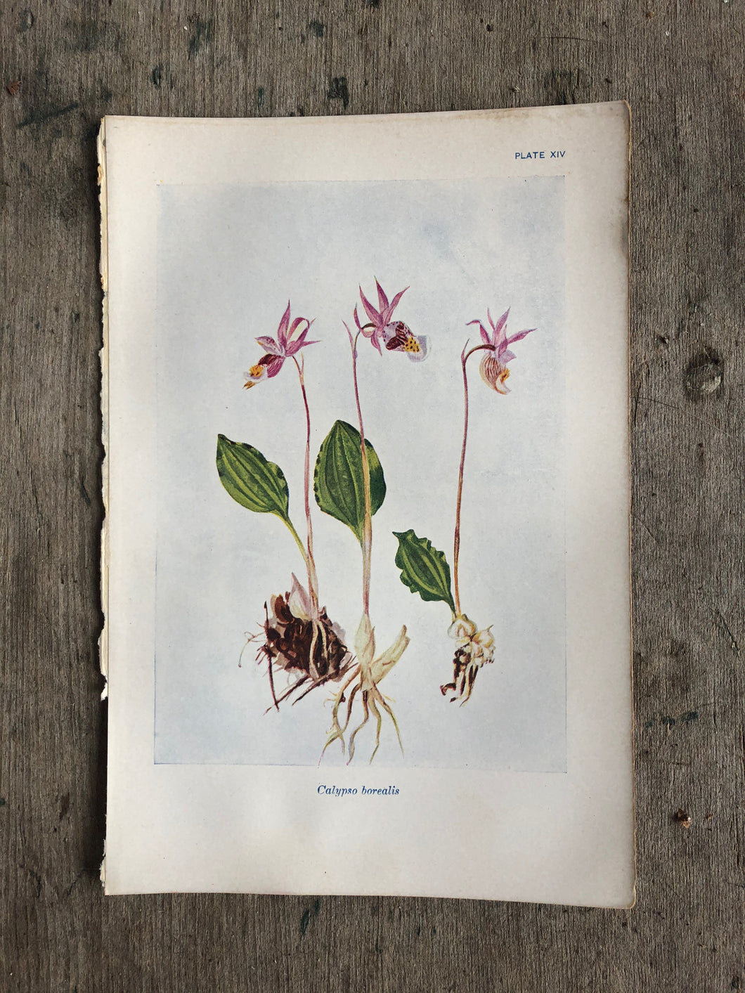 Flower Print by Elsie Louise Shaw