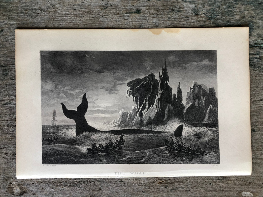 Whale Etching from Work-Days of God; Or, Science and the Bible