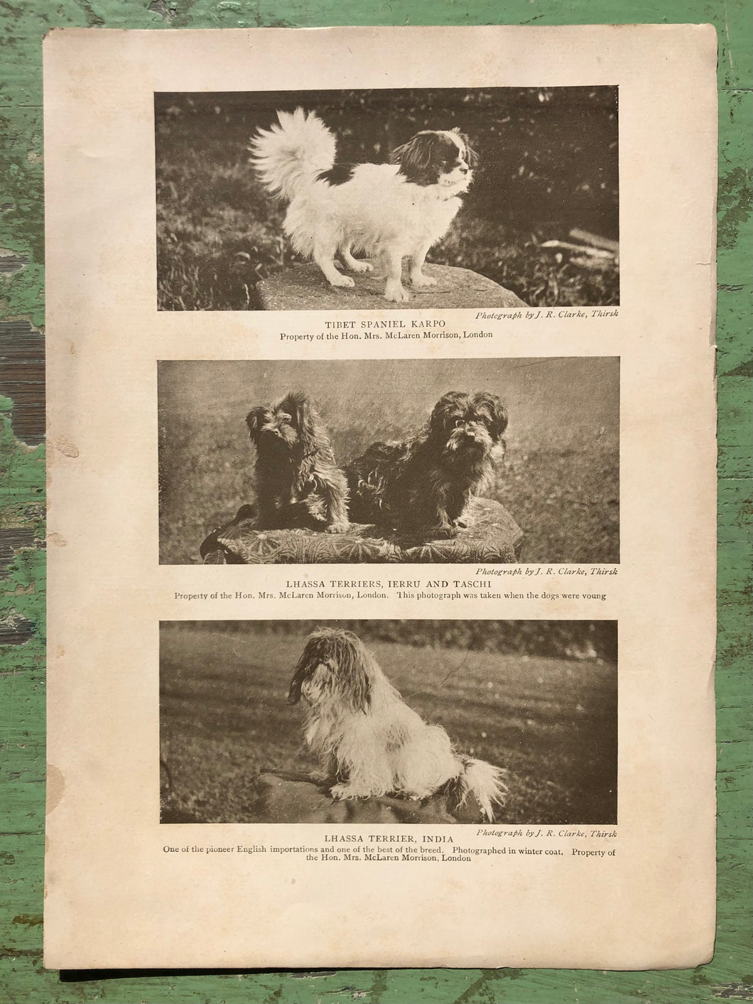Lhassa Terrier and Tibet Spaniel Print from The Dog Book by James Watson