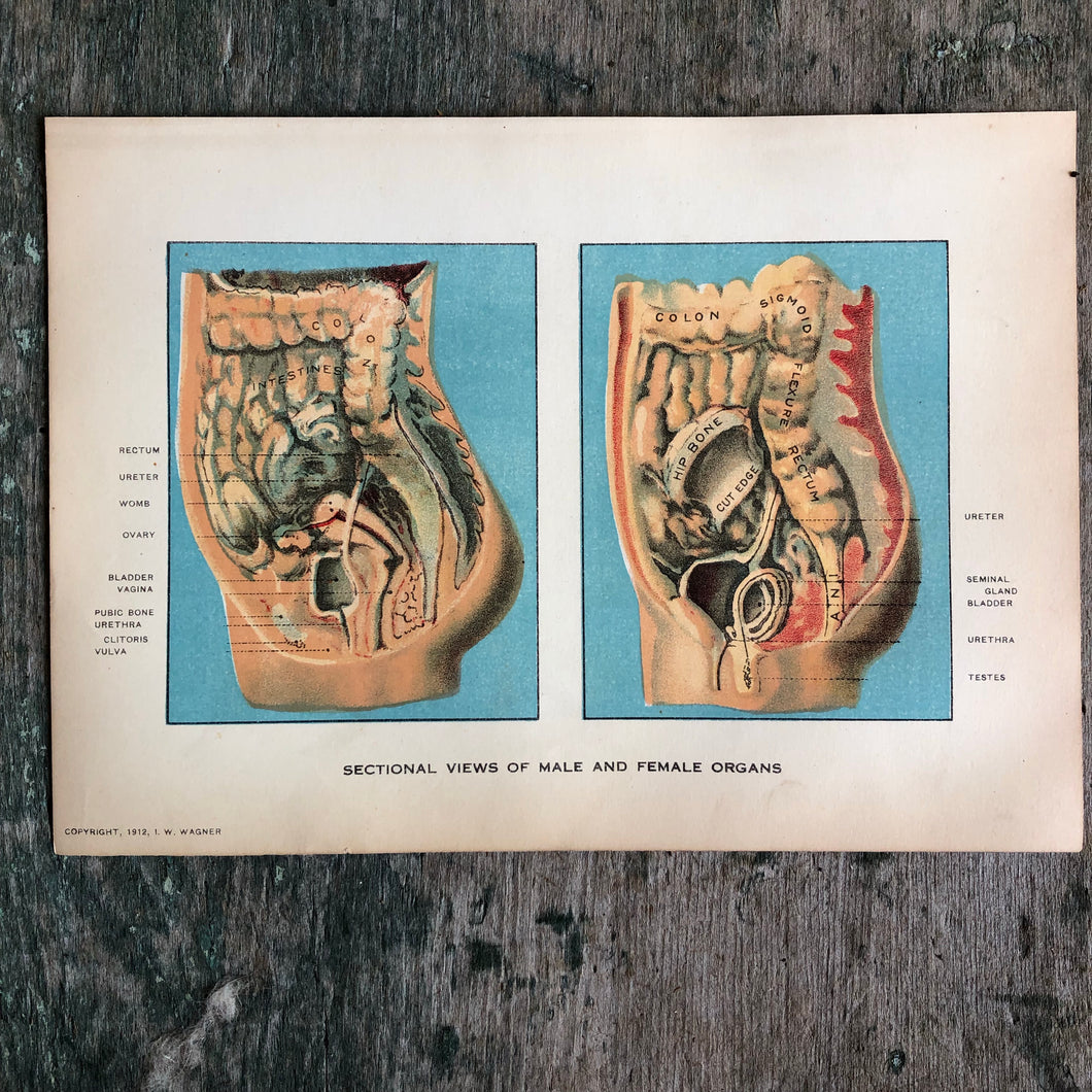 Print from “Domestic Medical Practice: A Household Adviser in the Treatment of Diseases, Arranged for Family Use”