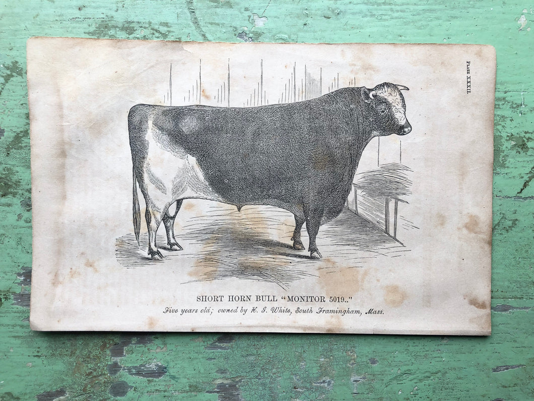 Cow Print from Report of the Commissioner of Agriculture for the Year 1864