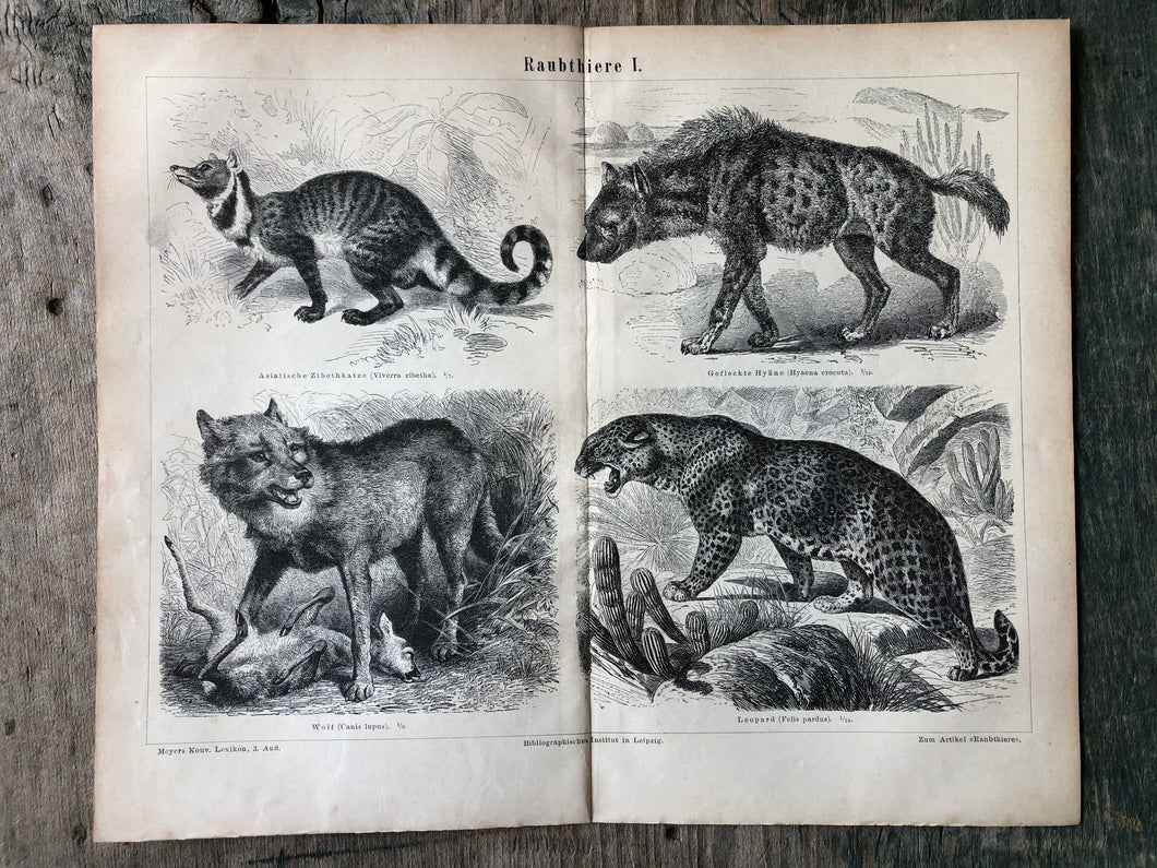 German Predators Print