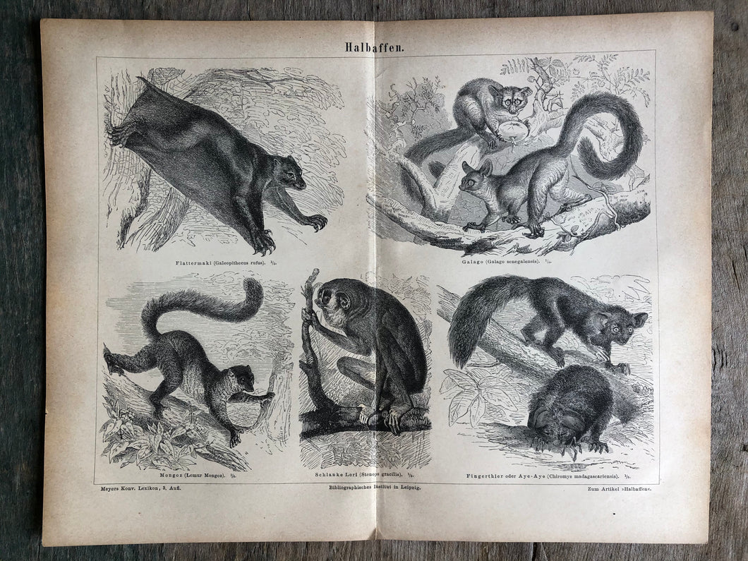 German Primate Print