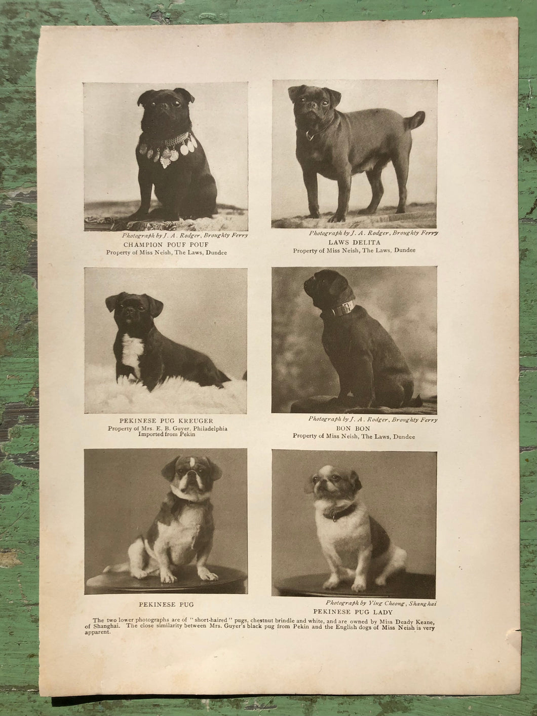 Pug Print from The Dog Book by James Watson