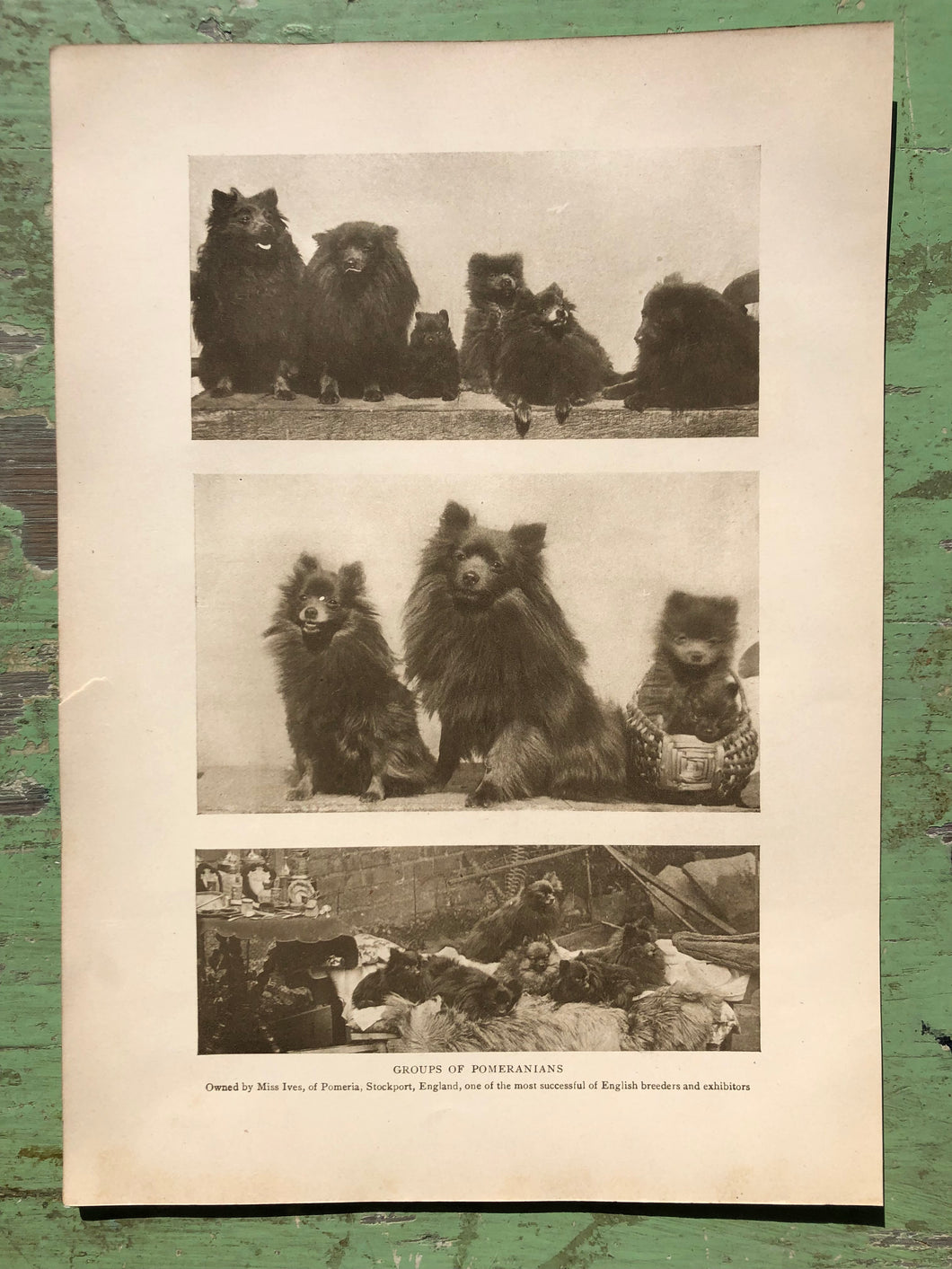 Pomeranian Print from The Dog Book by James Watson