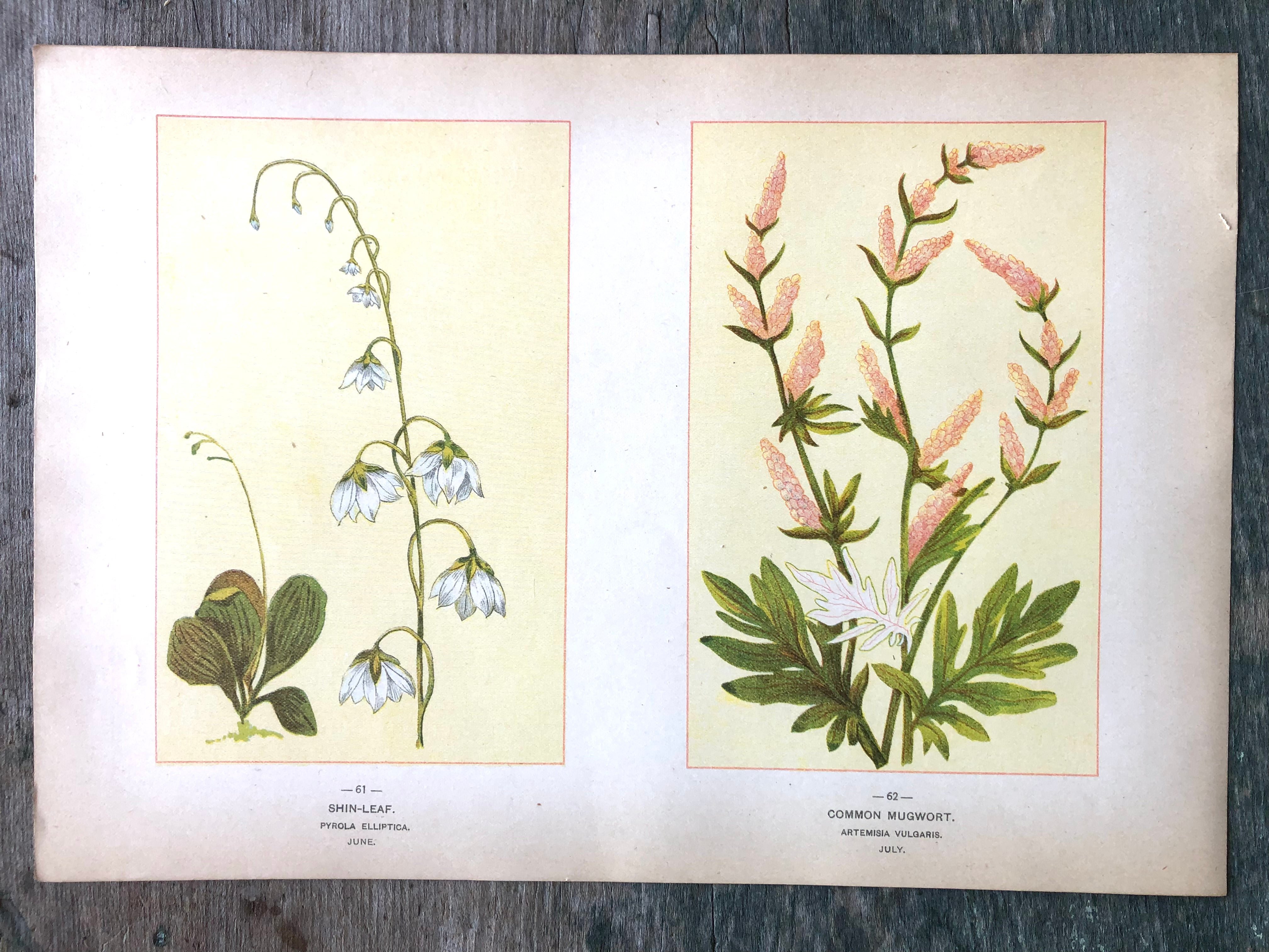 Shin-Leaf and Common Mugwort. Print from Wild Flowers of America