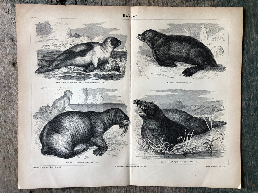 German Seals Print